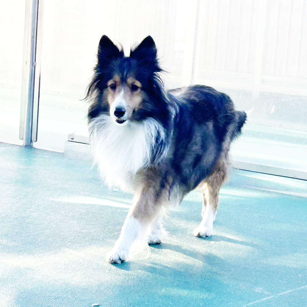 生徒が撮影したモデル犬写真②
